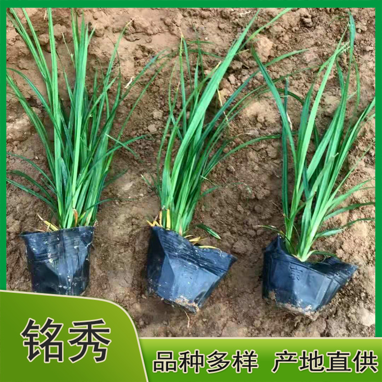 崂峪苔草小苗 绿化用崂峪苔草 价格合理