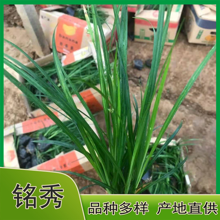 崂峪苔草价格 批发崂峪苔草 苗圃直供