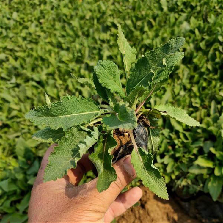 花卉苗木批发鼠尾草 多年生宿根花卉 鼠尾草基地