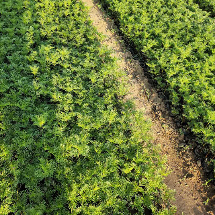 波斯菊报价 山东草花 观赏波斯菊 欢迎电话联系