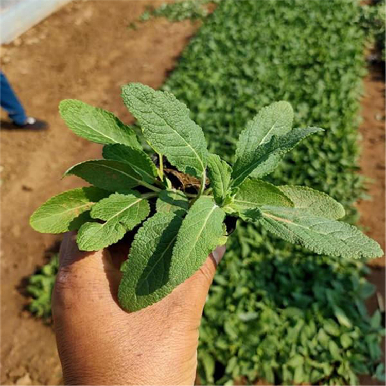 花卉苗木批发鼠尾草 青州宿根草花批发 鼠尾草种植