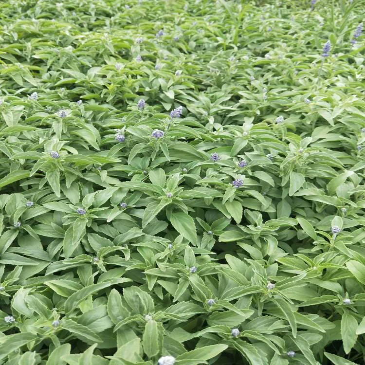 鼠尾草种植 基地供应鼠尾草杯苗 多年生宿根花卉