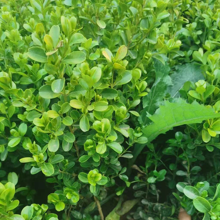 瓜子黄杨苗质优价廉 青州瓜子黄杨种植基地