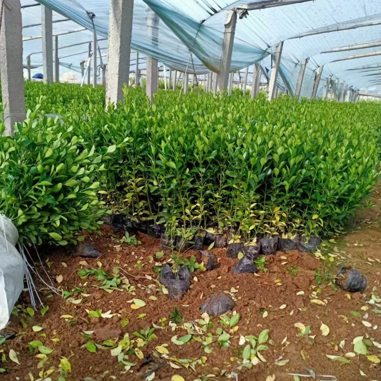 上盆大叶黄杨批发商 青州种植基地上盆大叶黄杨价格优惠