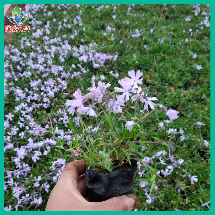 芝樱杯苗 价格合理 山东草花 丛生福禄考基地