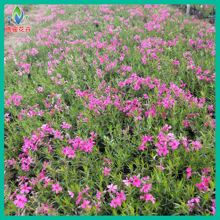 芝樱花海苗 苗圃发货 观赏草花批发商 丛生福禄考批发商