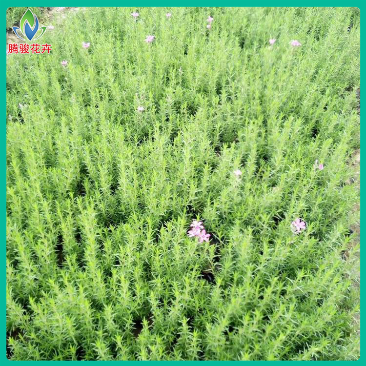 芝樱花海苗 价格合理 山东草花 丛生福禄考种植基地