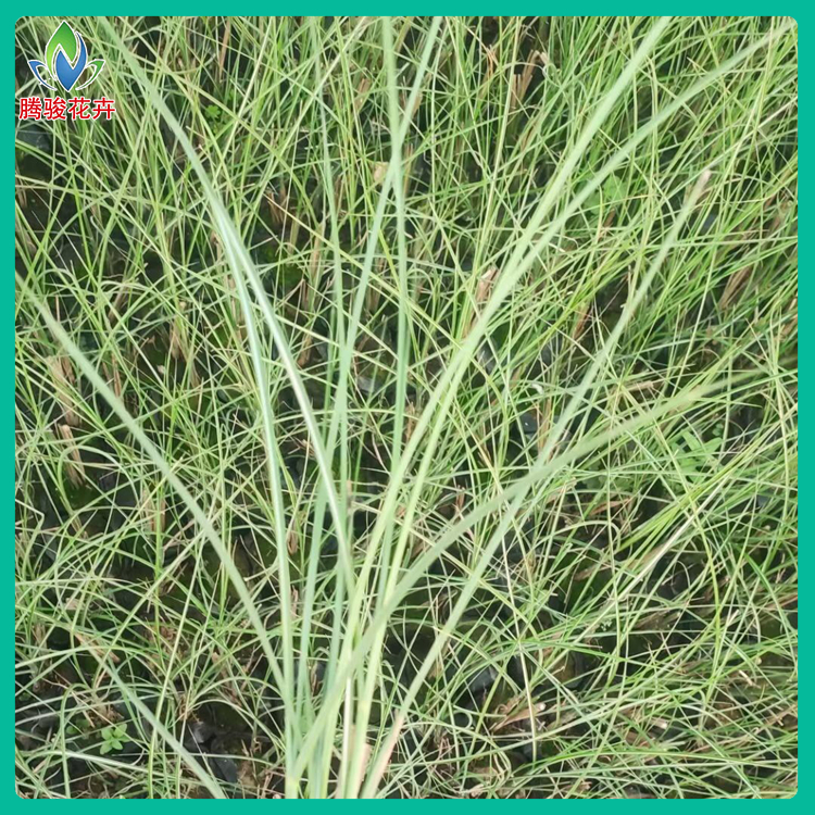 细叶芒地栽苗 细叶芒销售 苗木长势好 山东观赏草