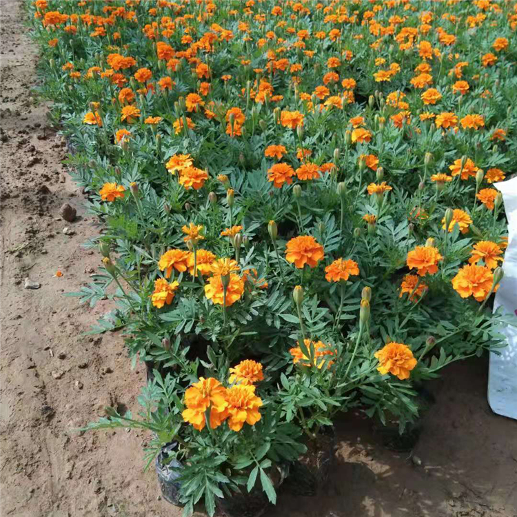 孔雀草小苗大量批发 山东孔雀草苗培育基地供应