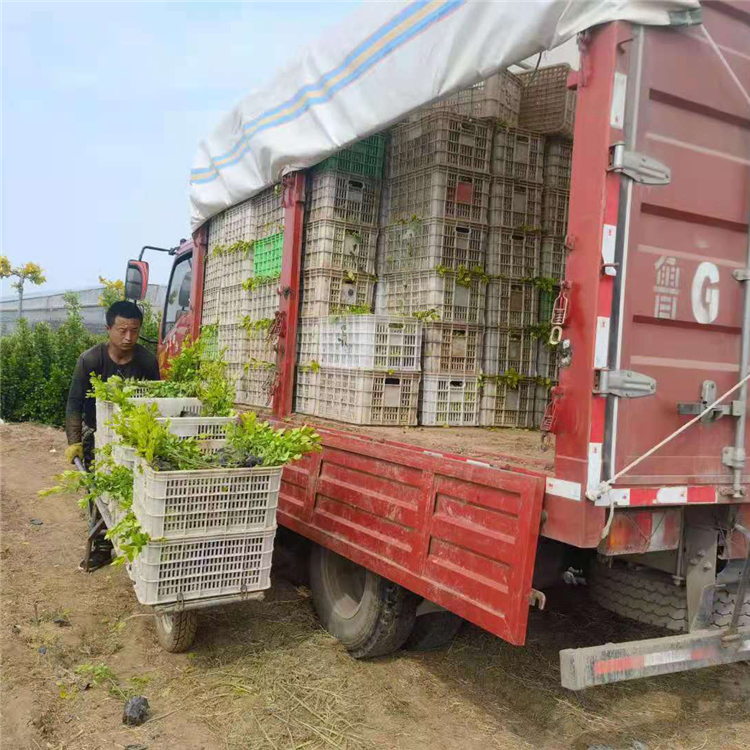 河北金叶女贞行情 多分支金叶女贞 叶色金黄