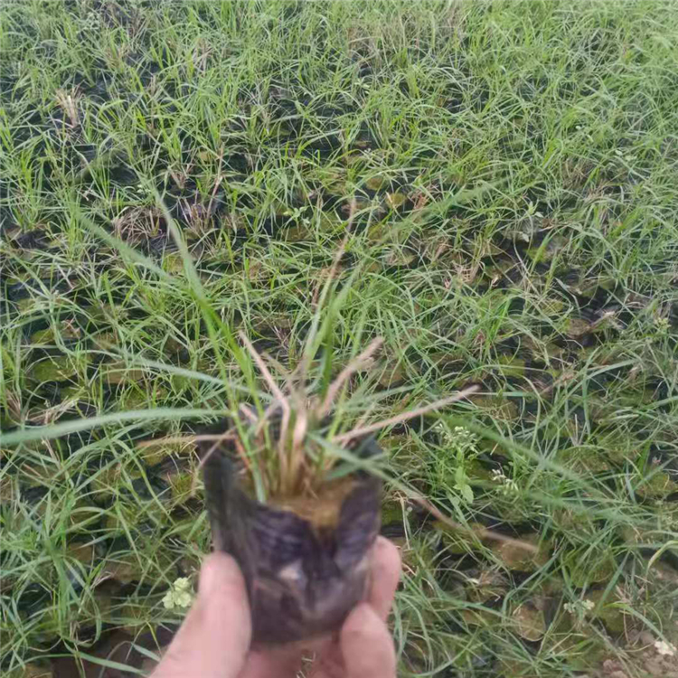 山东小兔子狼尾草批发 喜半阴至全日照观赏狼尾草报价