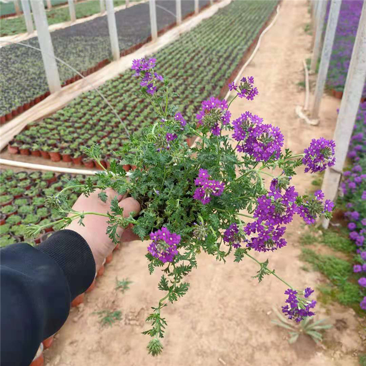 多年生草本植物美女樱销售 观赏美女樱种植基地批发
