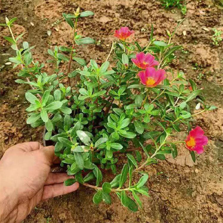 阳台庭院植物太阳花 大量太阳花批发 夏杰花卉 定金发货