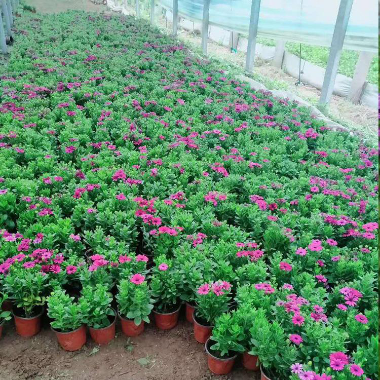 景观绿化南非万寿菊 万寿菊营养钵销售 夏杰花卉 基地种植