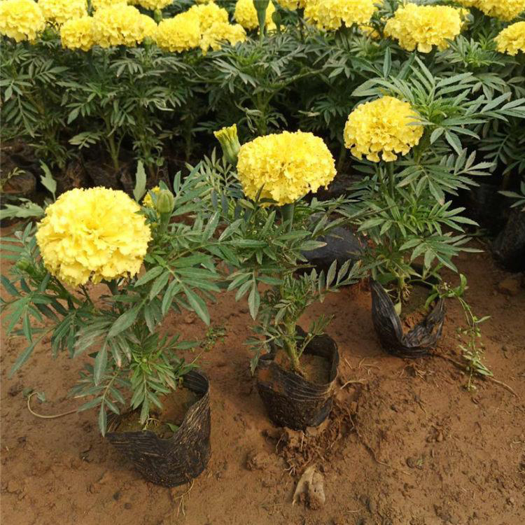 保定基地供应南非万寿菊 道路草花南非万寿菊 夏杰花卉