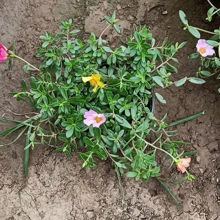 耐旱花卉太阳花 盆栽花卉太阳花 夏杰花卉 定金发货