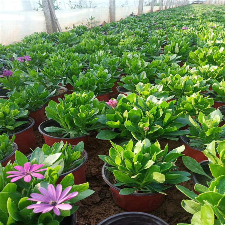 苗圃直供南非万寿菊 大量供应南非万寿菊 夏杰花卉 无中间商