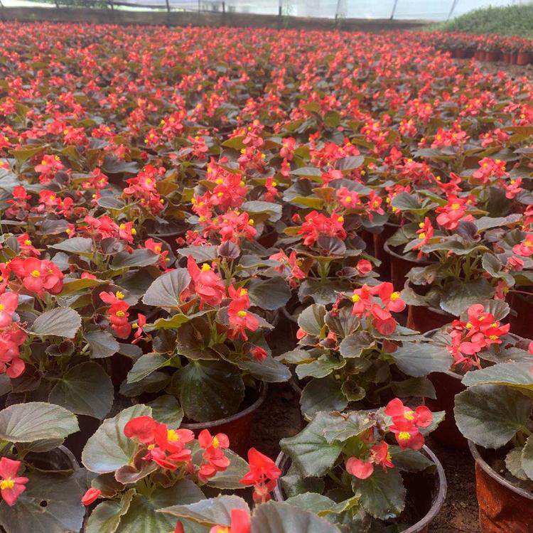 盆栽花卉四季海棠 四季海棠多年生常绿植物 夏杰花卉 五一草花