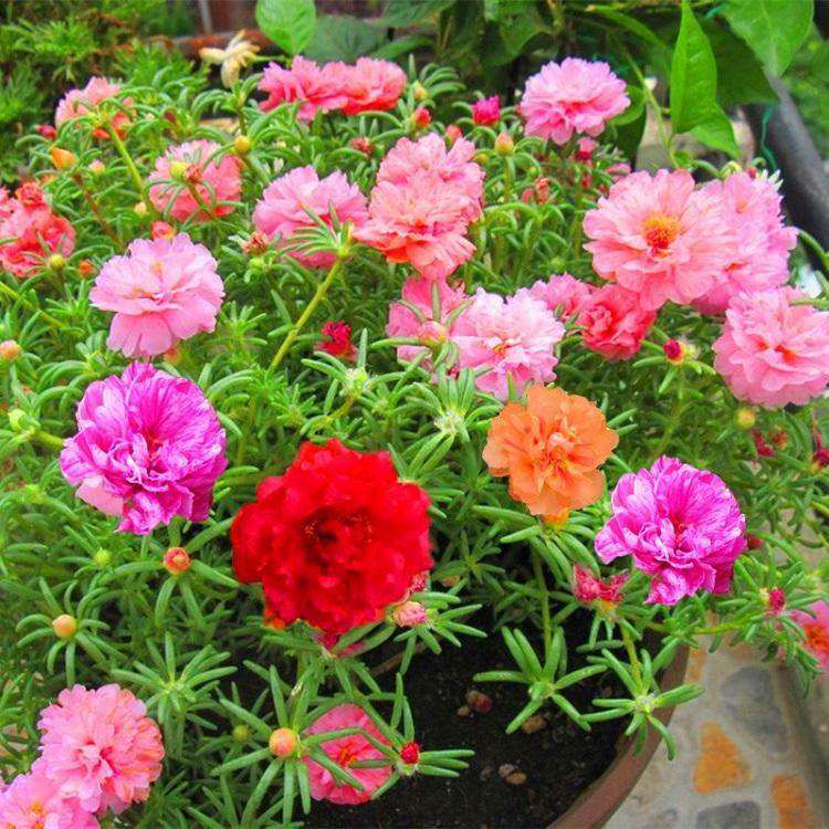 太阳花盆栽种植基地 青州太阳花种植基地 夏杰花卉 基地发货
