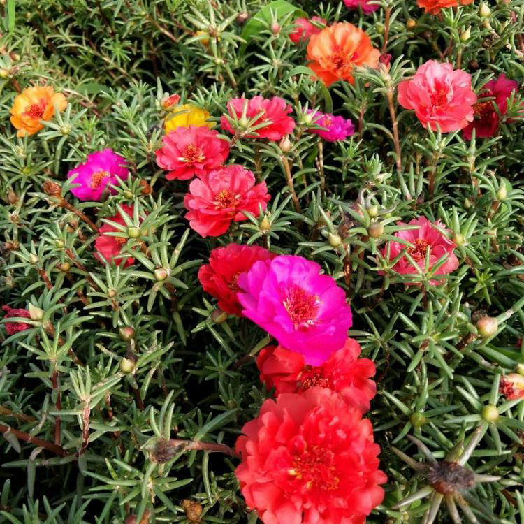 太阳花四季宜种 盆栽花卉太阳花 夏杰花卉 货到付款