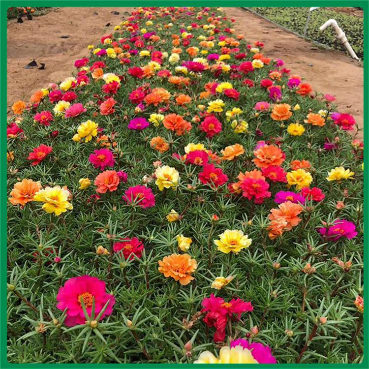 太阳花四季宜种 适合户外种植太阳花 夏杰花卉 大量供应