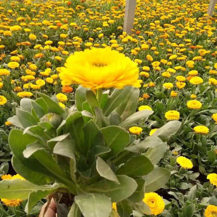 南非万寿菊发货速度快 南非万寿菊基地直供 夏杰花卉 园林批发
