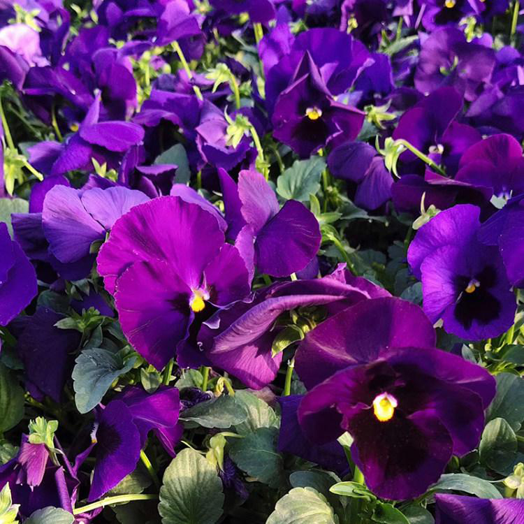 冬季耐寒草花三色堇 园林景观花卉三色堇 夏杰花卉 基地种植
