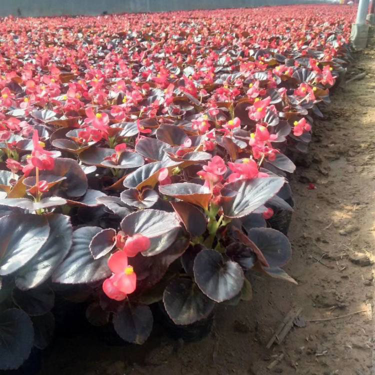 开花植物四季海棠 浓香花卉四季海棠 夏杰花卉 园林批发