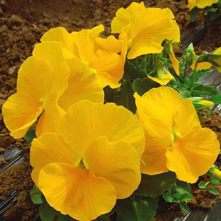 花卉花坛三色堇 销售时令草花三色堇 夏杰花卉 无中间商