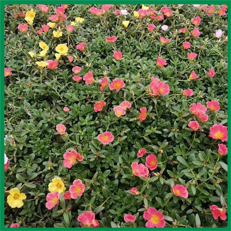 太阳花易成活花卉 绿化草花太阳花 夏杰花卉 园林批发