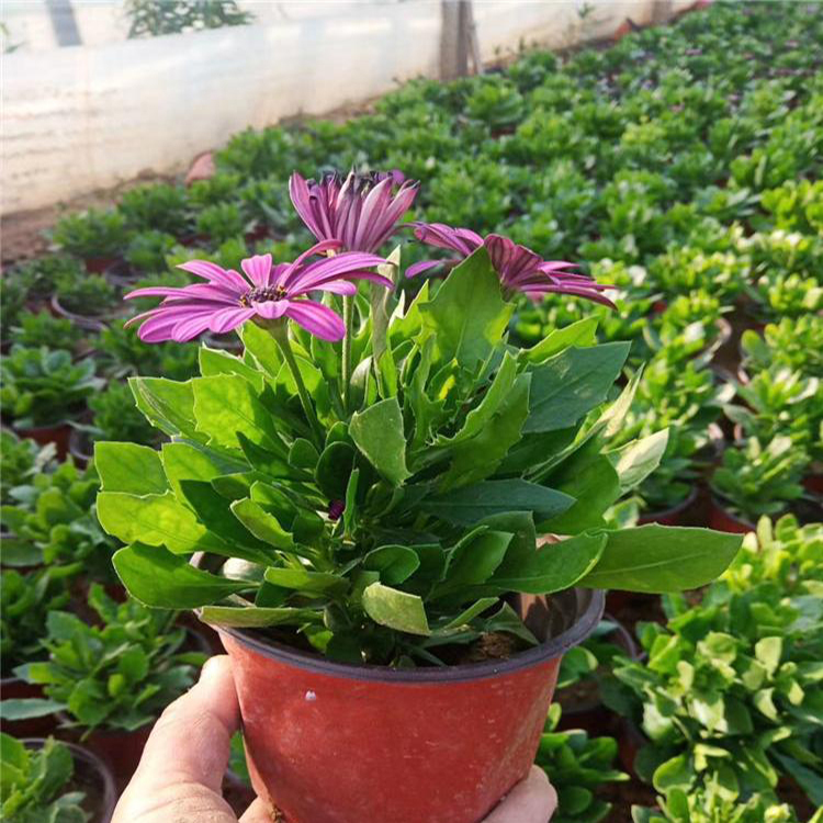 宁夏南非万寿菊 十一组摆花卉 南非万寿菊小苗