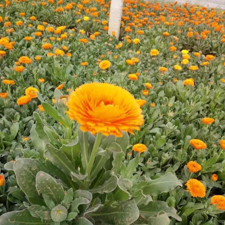 南非万寿菊双色盆价格 百花园南非万寿菊花卉 夏杰花卉 基地种植