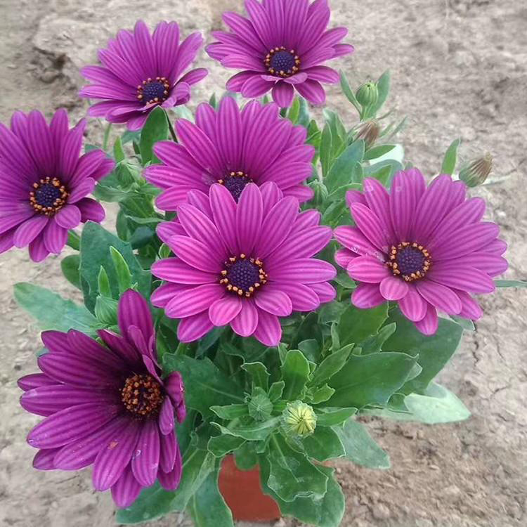 南非万寿菊基地供应 草花供应南非万寿菊 夏杰花卉 无中间商