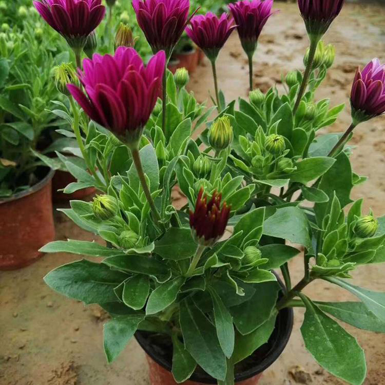 供应观赏南非万寿菊 青州万寿菊营养钵苗批发 夏杰花卉 基地发货