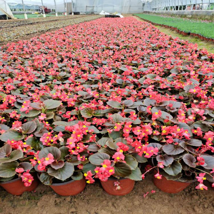 山东四季海棠 绿化用时令草花 四季海棠小苗