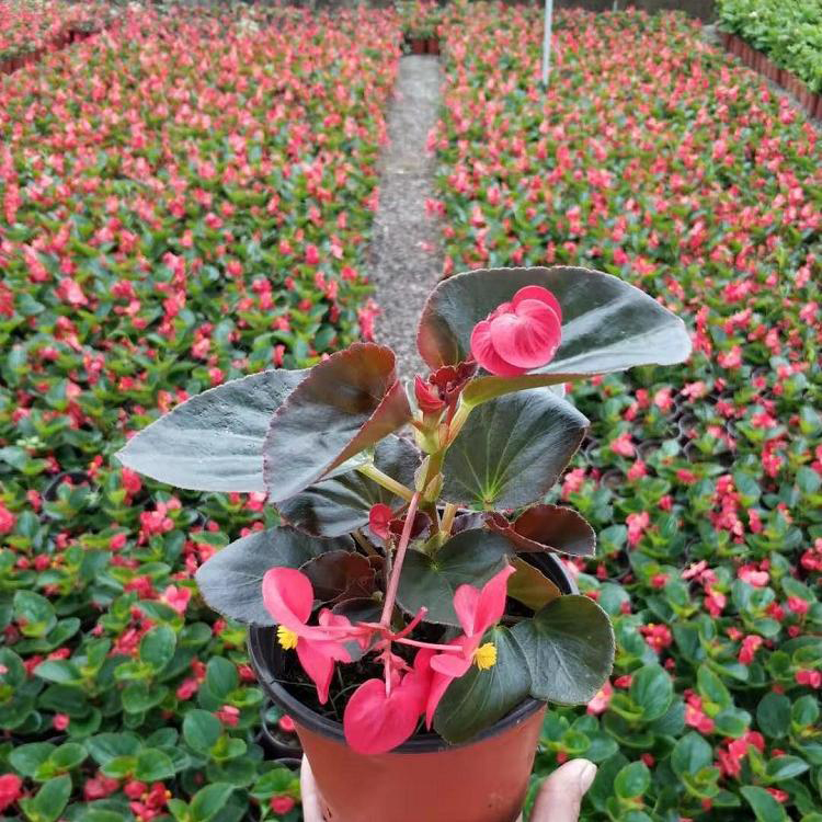 景观绿化四季海棠花苗 浓香花卉四季海棠 夏杰花卉 苗圃供应