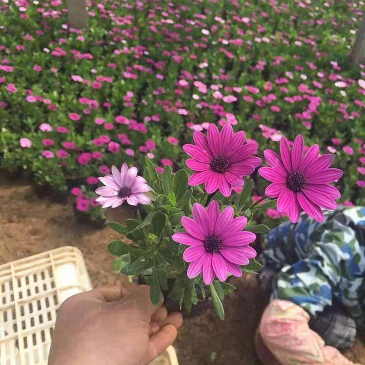 苗圃直供南非万寿菊 大量供应南非万寿菊 夏杰花卉 基地发货