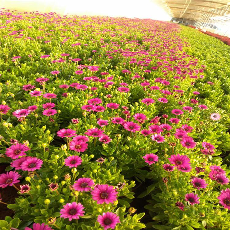 非洲万寿菊盆栽 大量供应南非万寿菊 夏杰花卉 基地种植