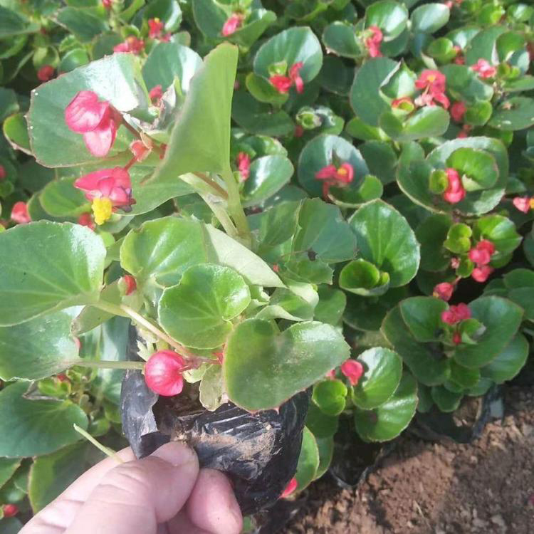 基地出售四季海棠 十一组摆花卉