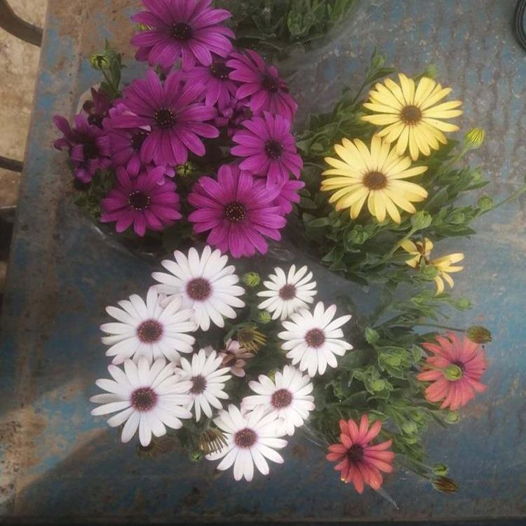 南非万寿菊绿化工程苗 供应草花南非万寿菊 夏杰花卉 园林批发