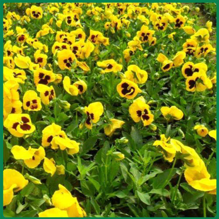 绿化耐寒花卉三色堇 庭院花卉三色堇 夏杰花卉 基地发货