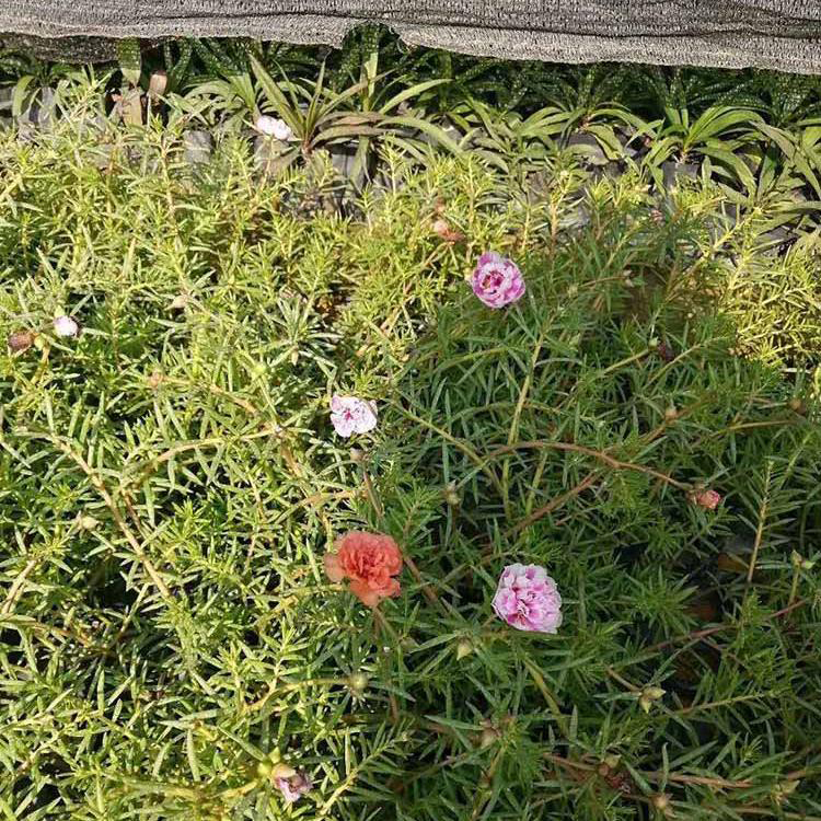 太阳花基地种植 绿化草花太阳花 夏杰花卉 基地常年批发