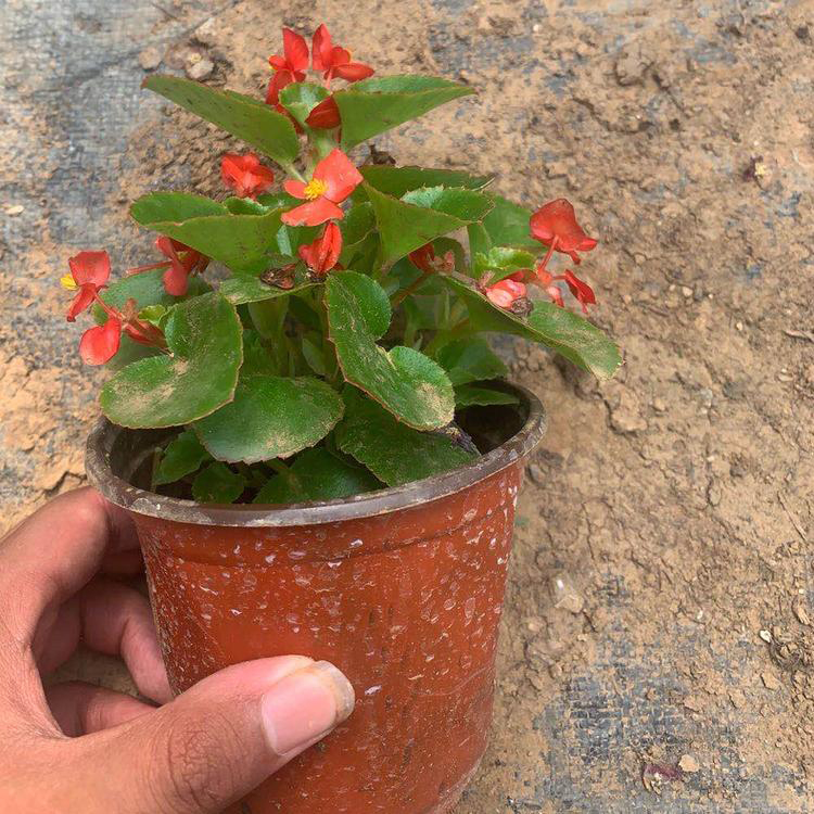 绿植花卉盆栽四季海棠 浓香花卉四季海棠