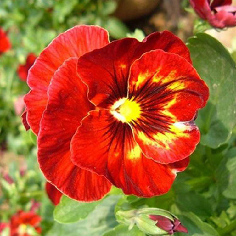 冬季耐寒草花三色堇 耐寒植物三色堇基地