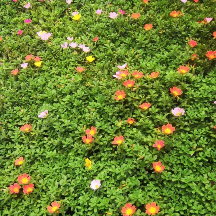 夏杰花卉出售太阳花 节日组摆草花