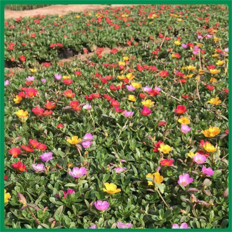 阳台庭院种植太阳花 花卉喜阳耐晒太阳花 夏杰花卉 园林批发