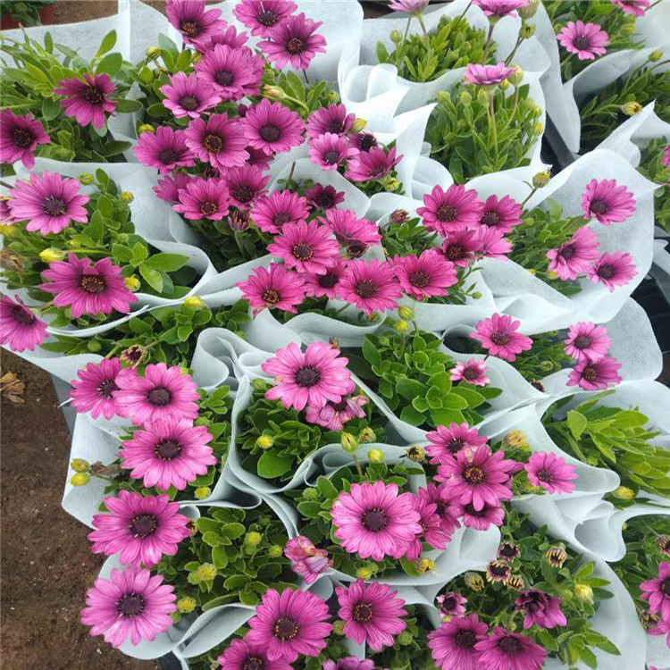 易活盆栽南非万寿菊 室内盆栽南非万寿菊 夏杰花卉 货到付款