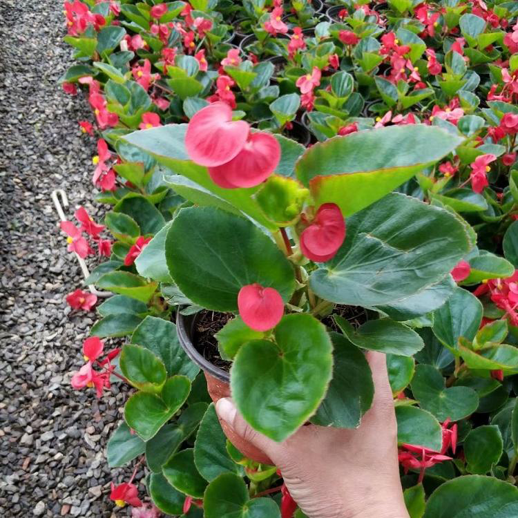 大棚批发四季海棠 花坛花境四季海棠 夏杰花卉 道路绿化