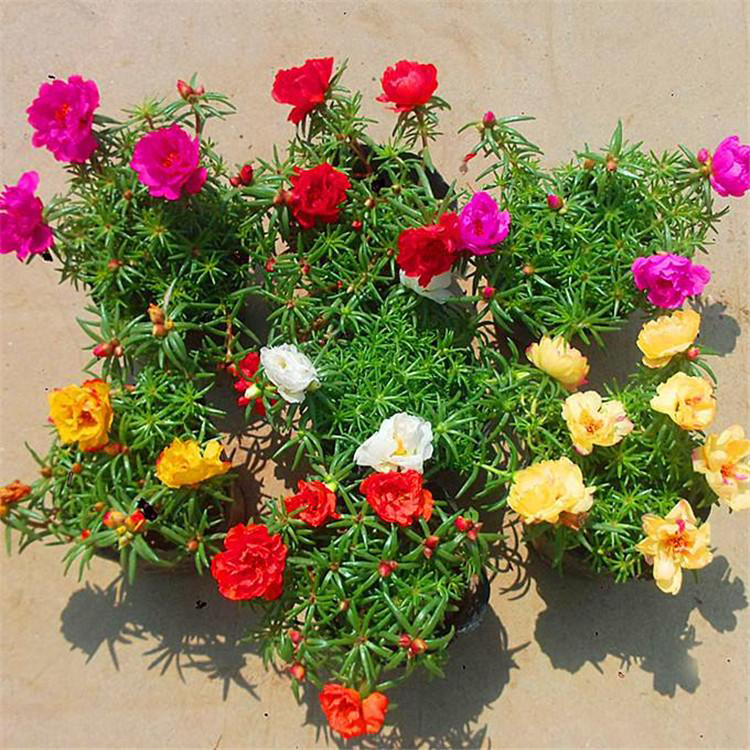 耐寒草花太阳花 混色复瓣盆栽太阳花