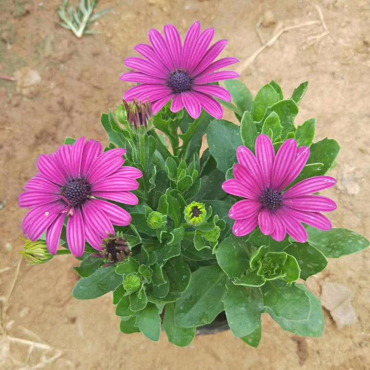 阳台南非万寿菊价格 草花供应南非万寿菊 夏杰花卉 基地发货